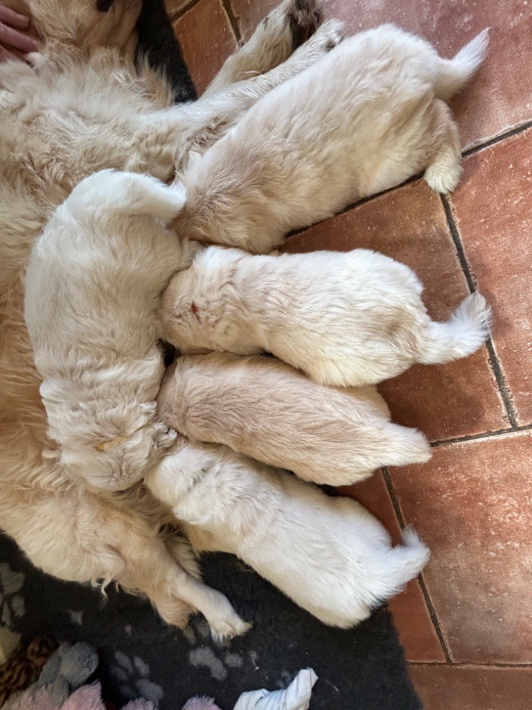 chiot Golden Retriever De La Farandole Des Pattes Joyeuses