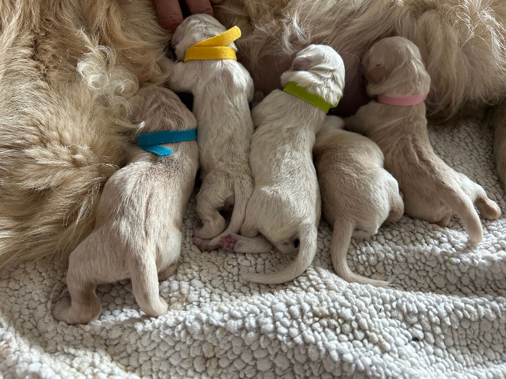 Chiots